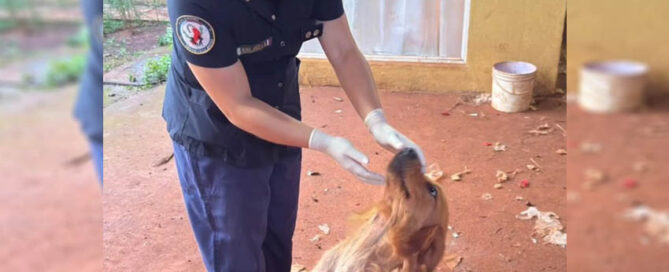 Perro murió ahogado y otro fue rescatado agonizante en un presunto caso de maltrato